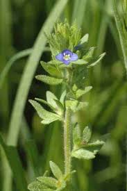 Attēlu rezultāti vaicājumam “Veronica arvensis”