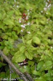 Attēlu rezultāti vaicājumam “Circaea alpina”