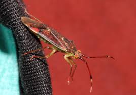 Attēlu rezultāti vaicājumam “Pantilius tunicatus”