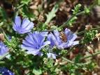 honey bee Agriculture Defense Coalition