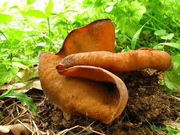 Attēlu rezultāti vaicājumam “Discina perlata”