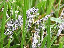 Attēlu rezultāti vaicājumam “Physarum daamsii spores”