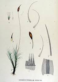 Attēlu rezultāti vaicājumam “Dicranella crispa”