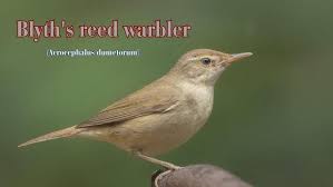 Attēlu rezultāti vaicājumam “Acrocephalus dumetorum”