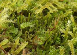 Attēlu rezultāti vaicājumam “Barbilophozia attenuata”