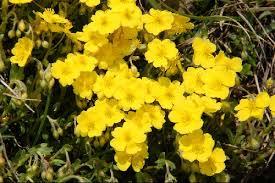 Attēlu rezultāti vaicājumam “Helianthemum nummularium”