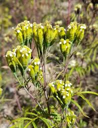 Attēlu rezultāti vaicājumam “Tagetes leaf”