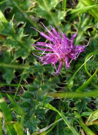 Attēlu rezultāti vaicājumam “Cirsium acaule leaf”