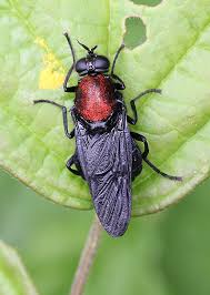 Attēlu rezultāti vaicājumam “Clitellaria ephippium”