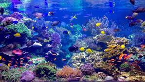 Image result for Peninsula Sub Aqua