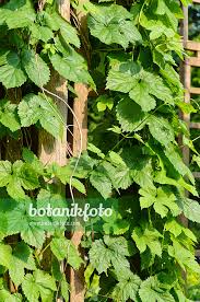 Attēlu rezultāti vaicājumam “Humulus lupulus”
