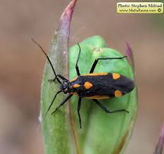 Attēlu rezultāti vaicājumam “Capsodes gothicus”