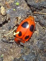 Attēlu rezultāti vaicājumam “Endomychus coccineus”