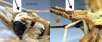 Attēlu rezultāti vaicājumam “Agriphila selasella”