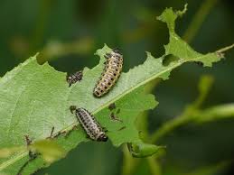 Attēlu rezultāti vaicājumam “Chrysomela vigintipunctata”