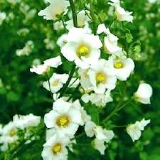 Image result for Alonsoa liniflora