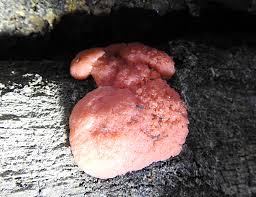 Attēlu rezultāti vaicājumam “Lycogala ustulatum sessile”