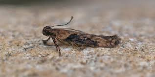 Attēlu rezultāti vaicājumam “Semioscopis avellanella imago”