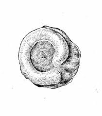 Attēlu rezultāti vaicājumam “Potamogeton gramineus”