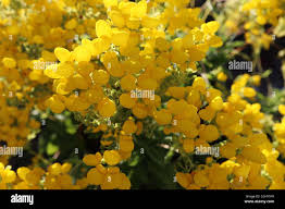 Image result for Calceolaria integrifolia