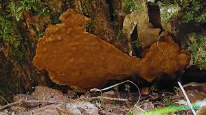 Attēlu rezultāti vaicājumam “Rigidoporus crocatus”