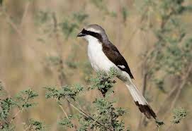 Attēlu rezultāti vaicājumam “Laniidae”