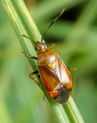 Attēlu rezultāti vaicājumam “Deraeocoris ruber”