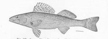 Image result for Sander canadensis