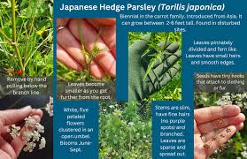 Attēlu rezultāti vaicājumam “Torilis japonica leaf”