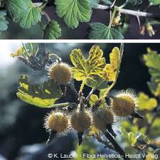 Attēlu rezultāti vaicājumam “Ribes uva-crispa flower”