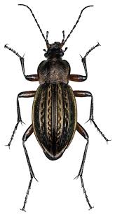 Attēlu rezultāti vaicājumam “Carabus cancellatus”