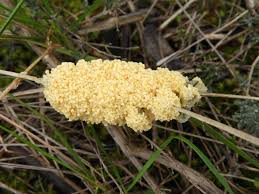 Attēlu rezultāti vaicājumam “Fuligo candida plasmodium”