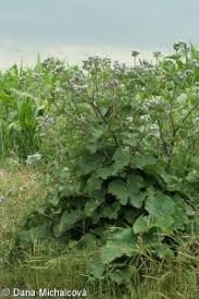 Attēlu rezultāti vaicājumam “Arctium tomentosum fruit”