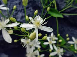 Attēlu rezultāti vaicājumam “Juglans mandshurica male flower”