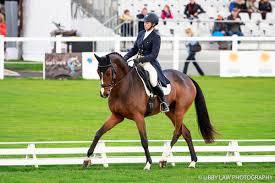 Image result for Fisher Equestrian