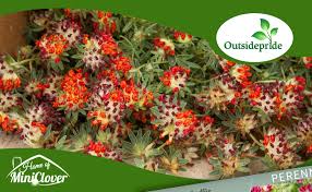 Image result for Anthyllis vulneraria rubra