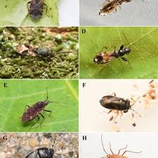 Attēlu rezultāti vaicājumam “Pantilius tunicatus imago”