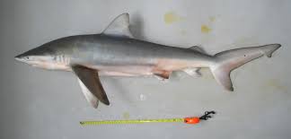 Image result for Carcharhinus brachyurus