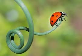 Attēlu rezultāti vaicājumam “Coccinella septempunctata imago”