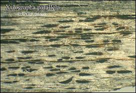 Attēlu rezultāti vaicājumam “Xylographa paralella”