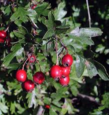 Attēlu rezultāti vaicājumam “Crataegus monogyna fruit”