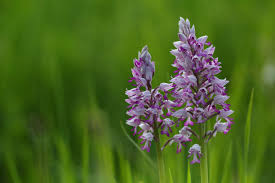 Attēlu rezultāti vaicājumam “Orchis militaris flower”