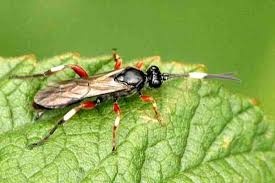 Attēlu rezultāti vaicājumam “Ptilodon capucina larva”