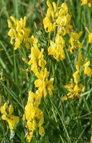 Image result for Genista tinctoria