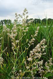 Attēlu rezultāti vaicājumam “Lepidium latifolium”