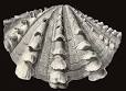 tridacnidae.jpg