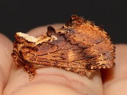 Attēlu rezultāti vaicājumam “Ptilodon capucina imago”