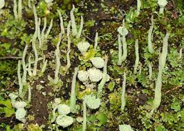 Attēlu rezultāti vaicājumam “Cladonia coniocraea”