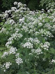 Image result for Anthriscus cerefolium