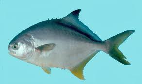 Image result for Trachinotus carolinus